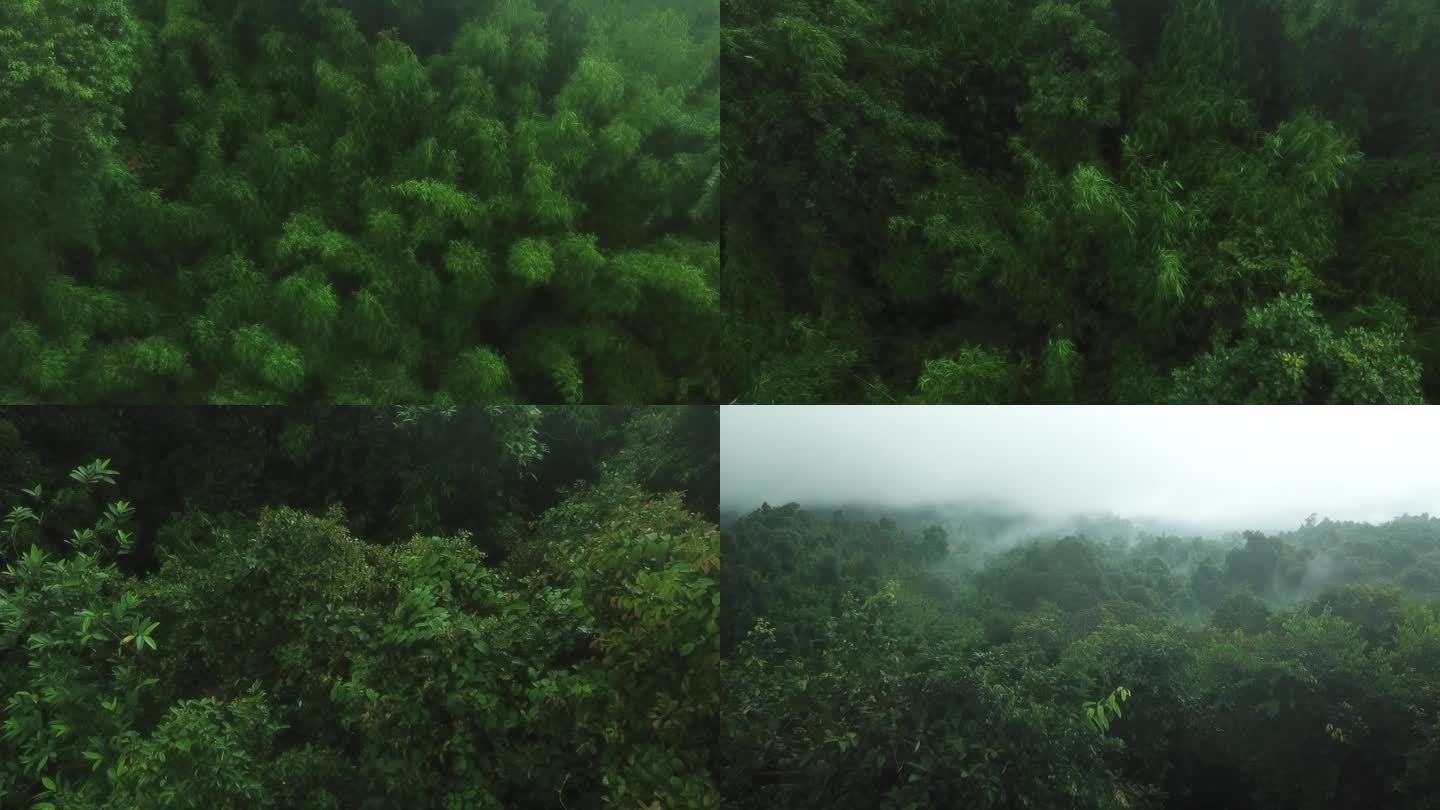 东南亚老挝热带雨林