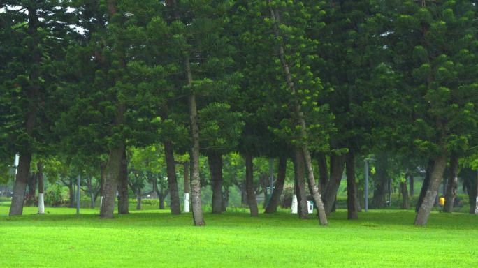 公园雨水