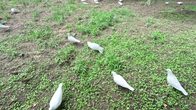 鸽子 麻雀吃食 喂食 白鸽 自然和谐