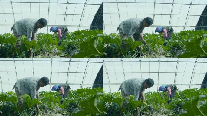 西葫芦 幼苗 有机农场 蔬菜 南瓜 自然