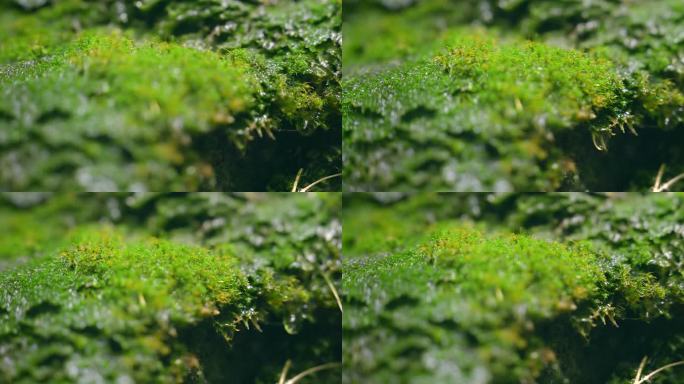 大自然  春天  夏天  苔藓 下雨5