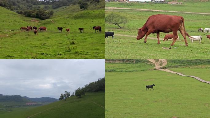 草原牧场吃草的牛和马