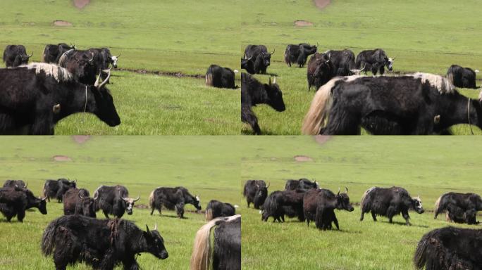 若尔盖草原牦牛放牧吃草牛群山坡蓝天白云