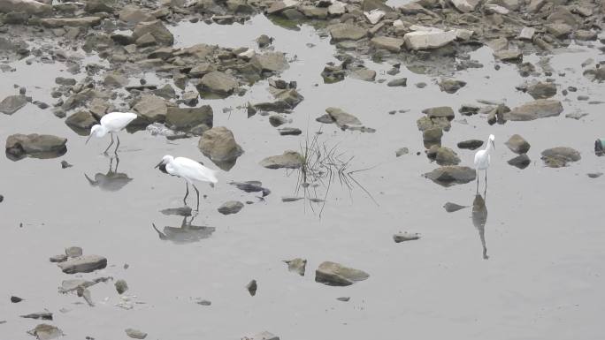 枯水期河床生态白鹭觅食