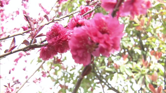 桃 桃树 桃花 盛开 特写