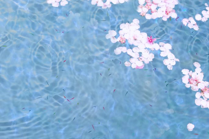 散落着樱花的水面