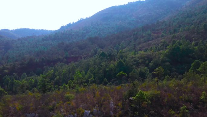 大山森林4k航拍