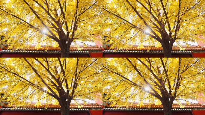 高清实拍秋天故宫延禧宫的银杏树