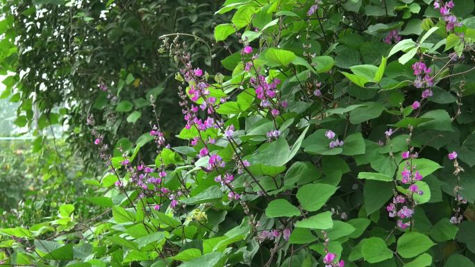 扁豆 植株 花期 叶片