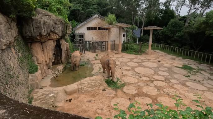 大象进食 亚洲象 动物世界