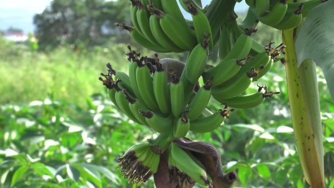 香蕉 青香蕉 未成熟 外形