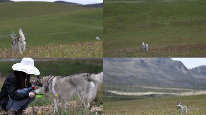 4K哈士奇雪橇犬在草原奔跑玩耍撒欢