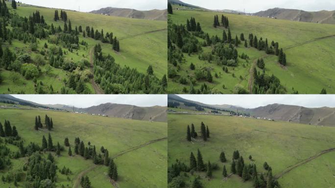 新疆风光  绿草树林