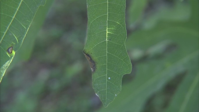 无花果 灰斑病 病害