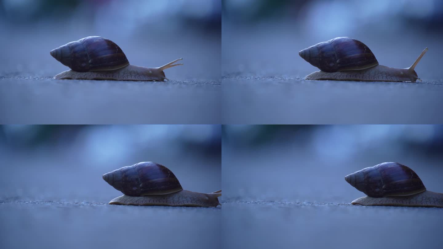 缓慢爬行的蜗牛01