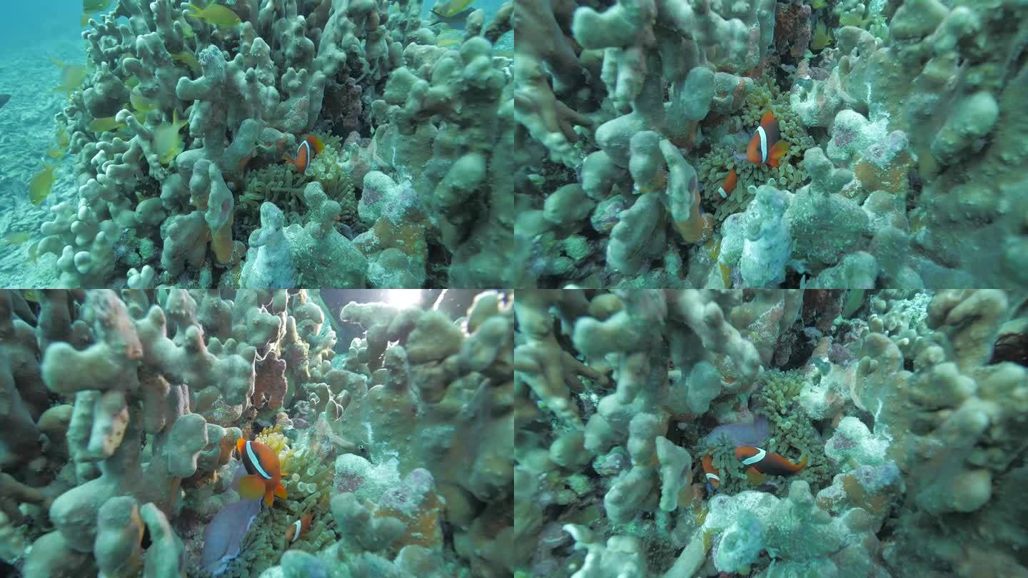 水下摄影 鱼 1080 50帧