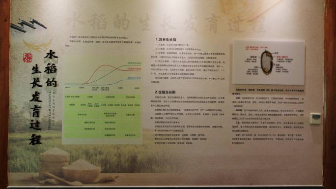 水稻的生长发育过程