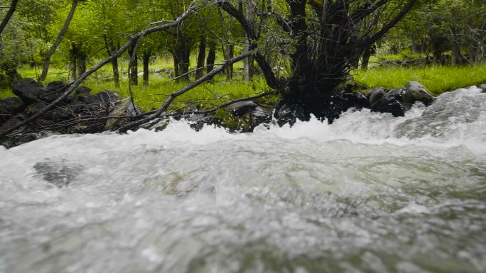 植物溪水 脚步 跋山涉水 探险 河边漫步