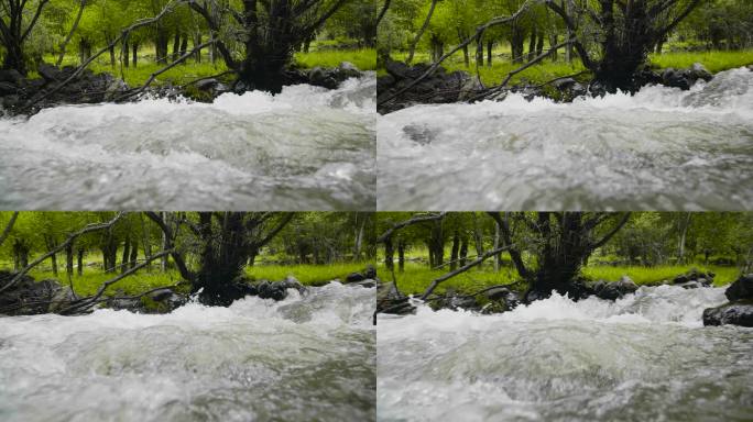 植物溪水 脚步 跋山涉水 探险 河边漫步