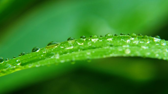 白露  露珠 清晨 雨后 绿叶上的露珠