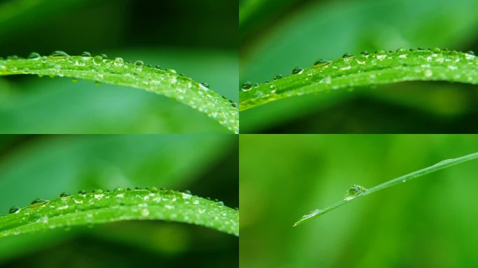 白露  露珠 清晨 雨后 绿叶上的露珠