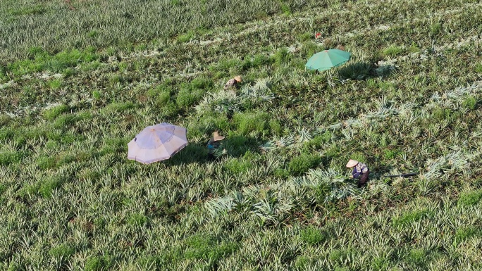 4K高清湛江徐闻菠萝的海菠萝田航拍