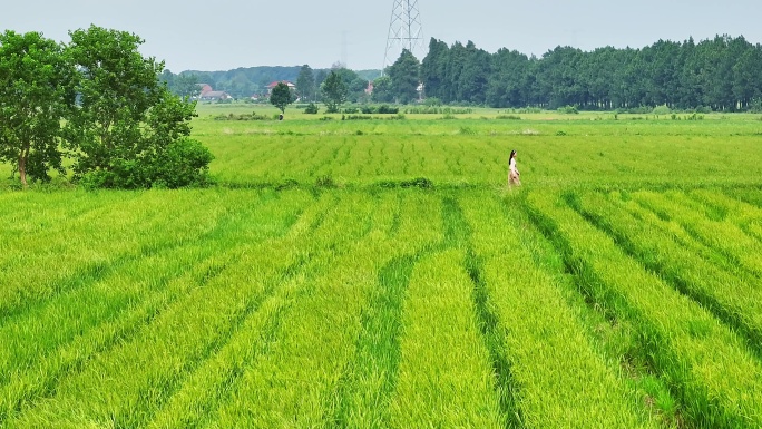 南昌五星农场田野22