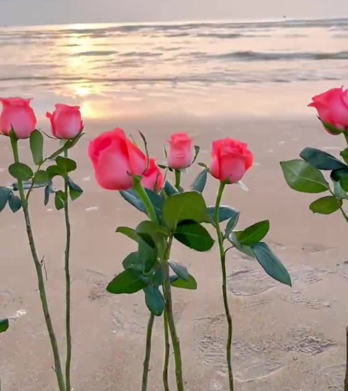 海边种玫瑰