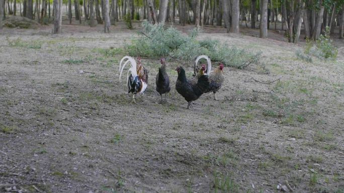 自然饲养鸡视频素材 草坪上的鸡草原上的鸡
