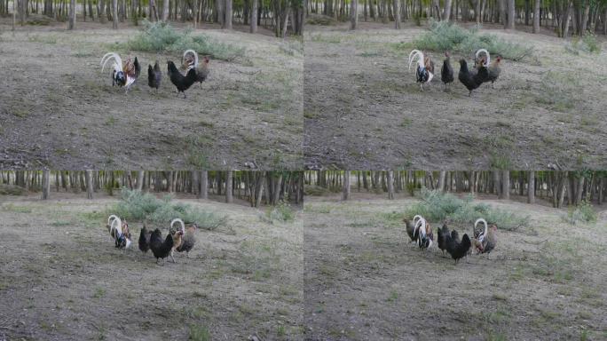 自然饲养鸡视频素材 草坪上的鸡草原上的鸡