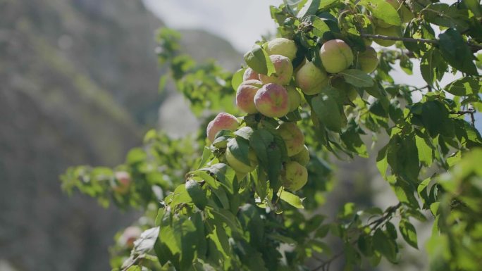 青涩果实 野果 夏季山区野果毛茸茸未成熟