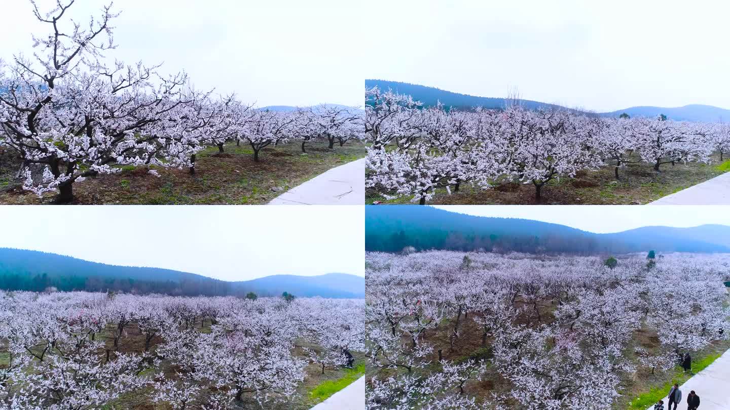 花海近景