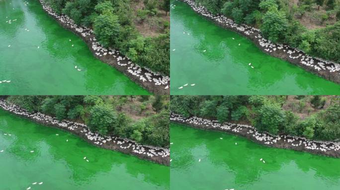 广东 村庄 河道 成群鸭子 航拍 绿水