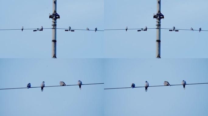 电线上的斑鸠鸟