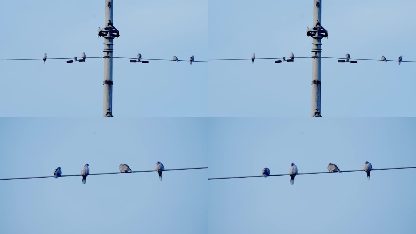电线上的斑鸠鸟