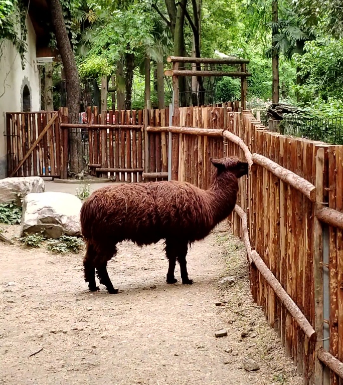 上海动物园游览