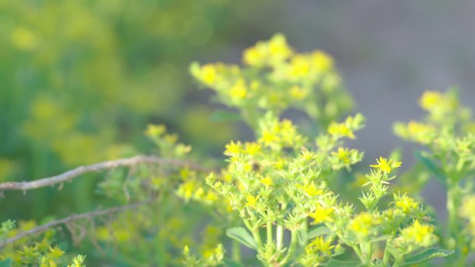 花丛中的蜜蜂4k项目