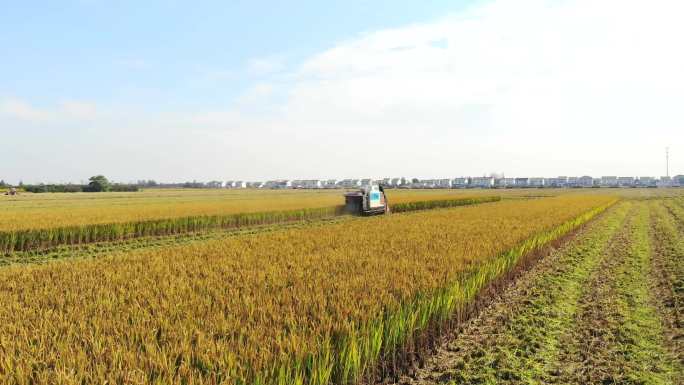 航拍水稻收割乡村振兴张家港农业机械化
