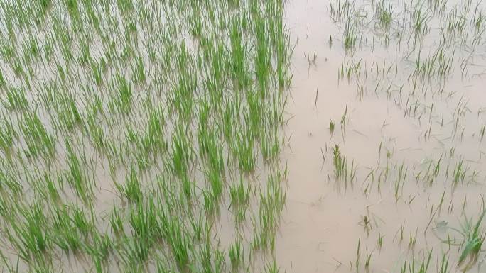 农田禾苗淹没内涝暴雨雨后 庄稼地积水淹没