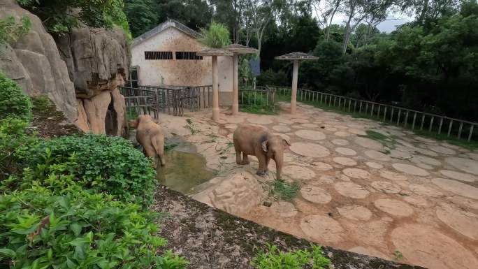大象 亚洲象进食 动物世界