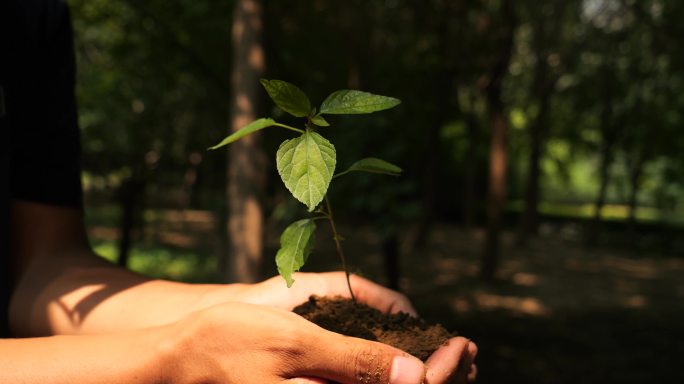 手捧小苗 种猪 植树 小树苗