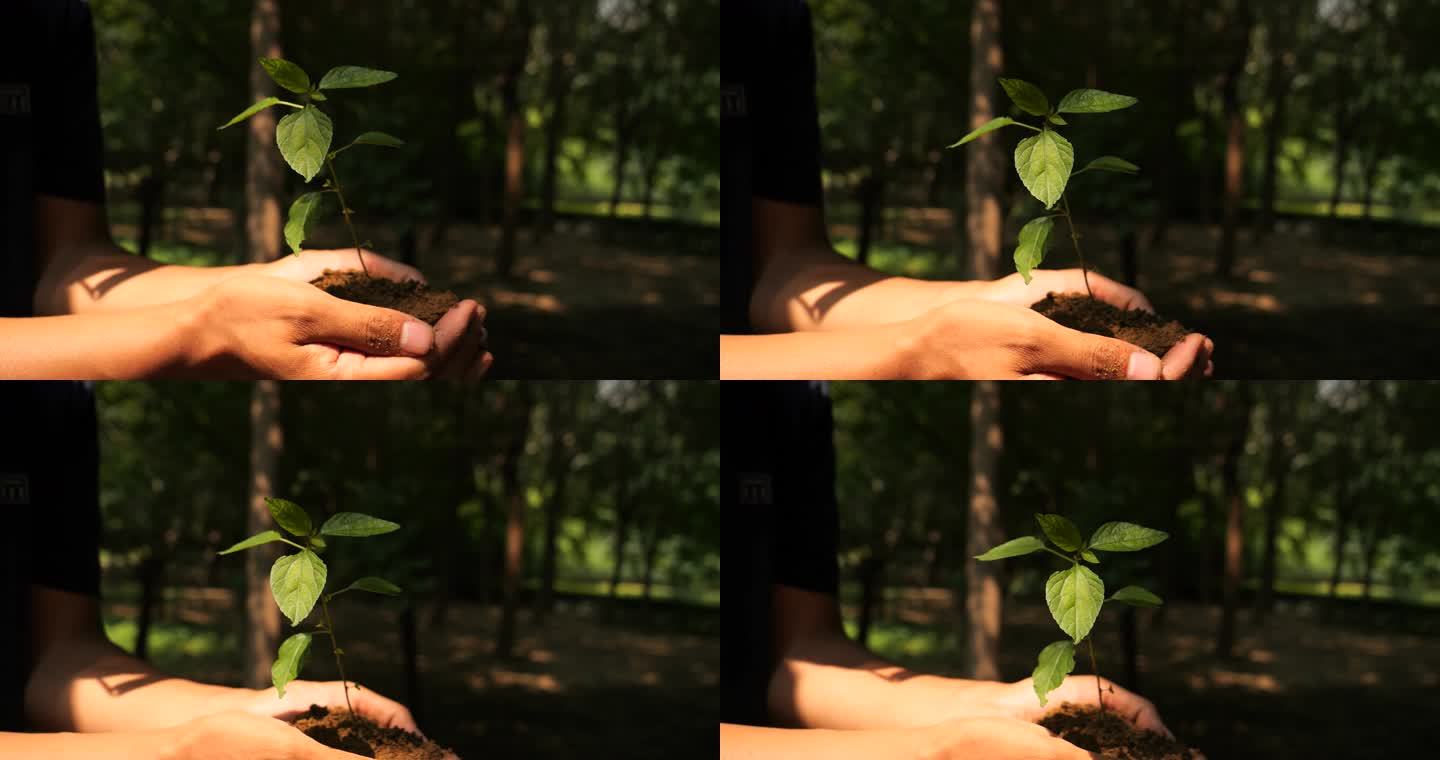 手捧小苗 种猪 植树 小树苗