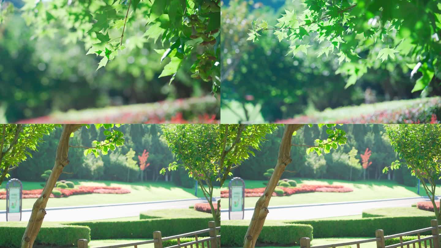 原创4K实拍唯美意境树叶飘动视频素材