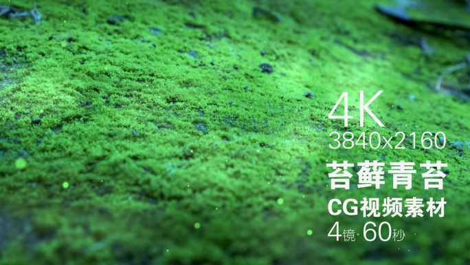 青苔苔藓小景CG视频素材4K