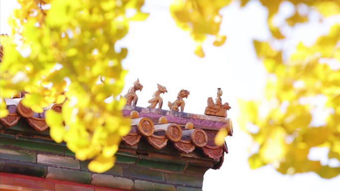 高清实拍秋天故宫房檐上的仙人神兽和银杏