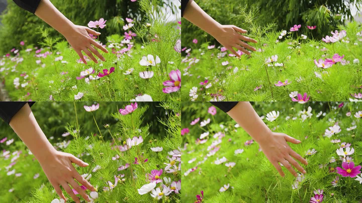 植物 风吹植物摇摆 小清新 阳光 温馨