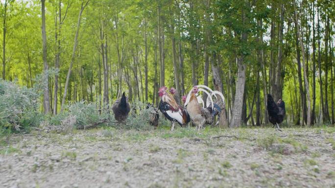 鸡食 生态养鸡 林下鸡 漂亮的鸡 鸡觅食