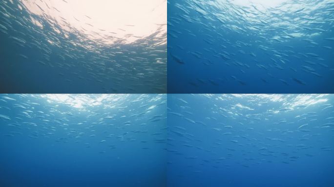 水下摄影实拍鱼群 1080p 50帧
