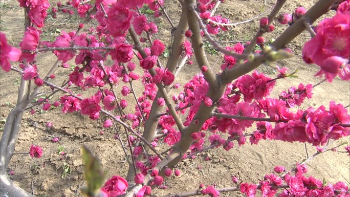 桃 桃树 桃花 花苞 花蕾