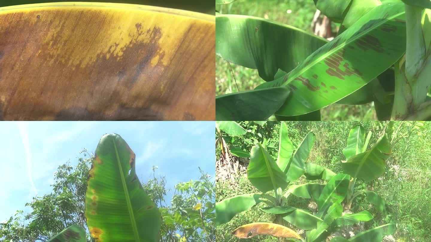 香蕉 细菌性叶斑病 病害 叶片